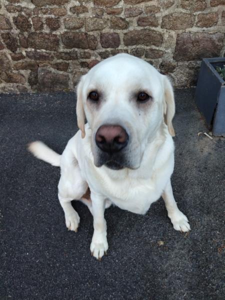Donne Tango labrador retriever crème mâle 4 ans - Ille et Vilaine