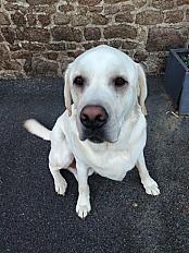 Donne Tango labrador retriever crème mâle 4 ans - Ille et Vilaine
