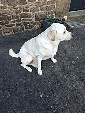 Donne Tango labrador retriever crème mâle 4 ans - Ille et Vilaine - Photo 2