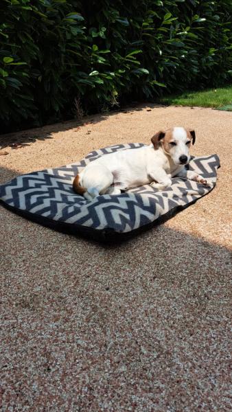 Donne Marcel jack russell terrier mâle 10 ans - Rhône