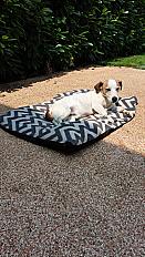 Donne Marcel jack russell terrier mâle 10 ans - Rhône