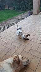 Donne Marcel jack russell terrier mâle 10 ans - Rhône - Photo 3
