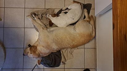 Donne Marcel jack russell terrier mâle 10 ans - Rhône - Photo 4
