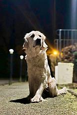 Donne Ticoye Golden Retriever (LOOF) femelle 4 ans - Nord