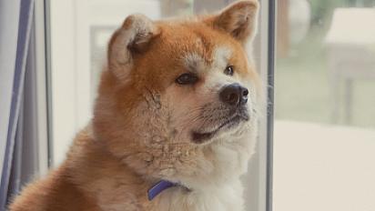 Donne Akita Inu mâle 5 ans  - Eure