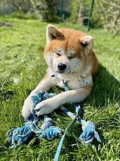 Donne Akita Inu mâle 5 ans  - Eure - Photo 2
