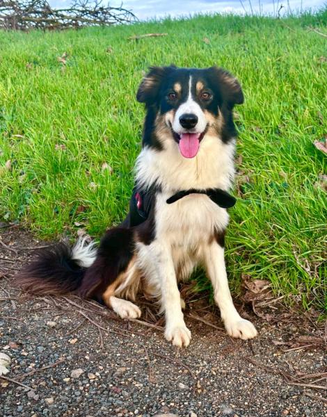 Donne border collie femelle 4 ans - Loir et Cher