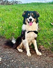 Donne border collie femelle 4 ans - Loir et Cher