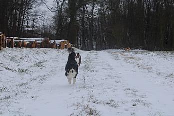 Donne border collie femelle 4 ans - Loir et Cher - Photo 2