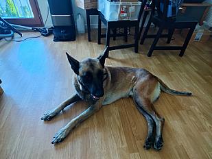 Donne berger malinois mâle 6 ans - Seine et Marne