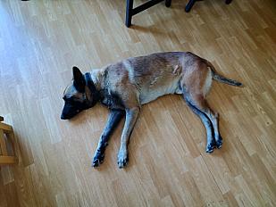 Donne berger malinois mâle 6 ans - Seine et Marne - Photo 2
