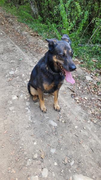 Donne Yuka Malinois X Labrador X Beauceron femelle 7 ans - Isère