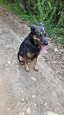 Donne Yuka Malinois X Labrador X Beauceron femelle 7 ans - Isère