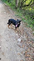 Donne Yuka Malinois X Labrador X Beauceron femelle 7 ans - Isère - Photo 2