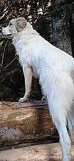 Donne Patou mâle chiot 10 mois - Haute Savoie - Photo 3