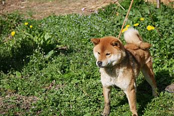Donne Caramel shiba LOF mâle 2 ans - Loire