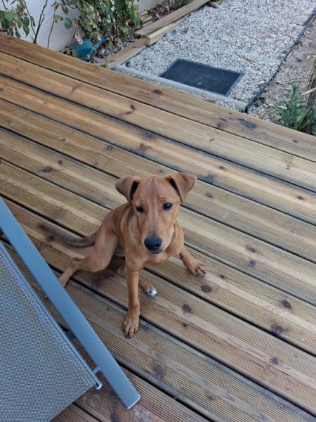 Chiot Jack Russel croisé 6 mois