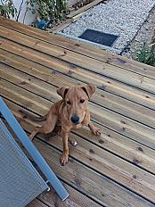Chiot Jack Russel croisé 6 mois