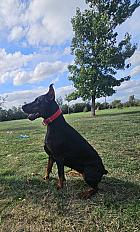 Donne doberman femelle 3 ans - Loiret - Photo 2