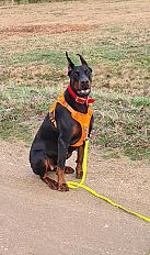 Donne doberman femelle 3 ans - Loiret