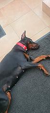 Donne doberman femelle 3 ans - Loiret - Photo 3