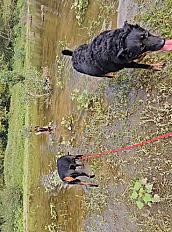 Donne doberman femelle 3 ans - Loiret - Photo 4