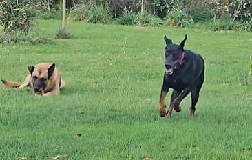 Donne doberman femelle 3 ans - Loiret - Photo 5