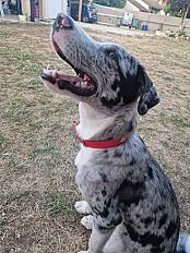 Donne border collie X berger australien merle et blanc mâle chiot 7 mois - Pyrénées Orientales