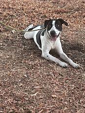 Dogue dogue argentin mâle chiot 9 mois - Sarthe