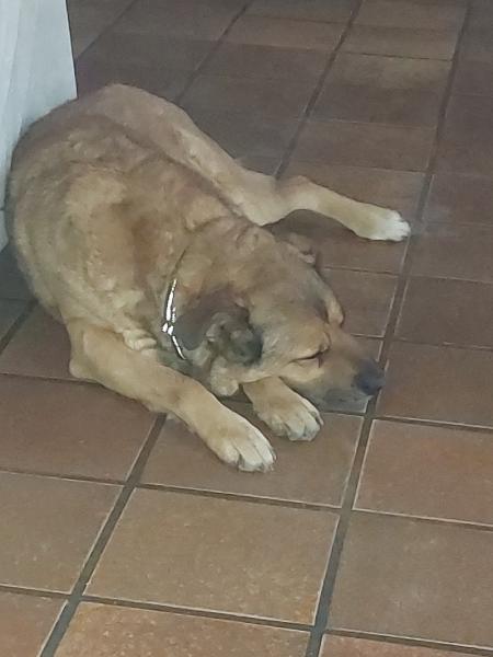 Donne  berger malinois croisée femelle 7 ans - Isère