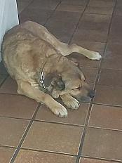 Donne  berger malinois croisée femelle 7 ans - Isère