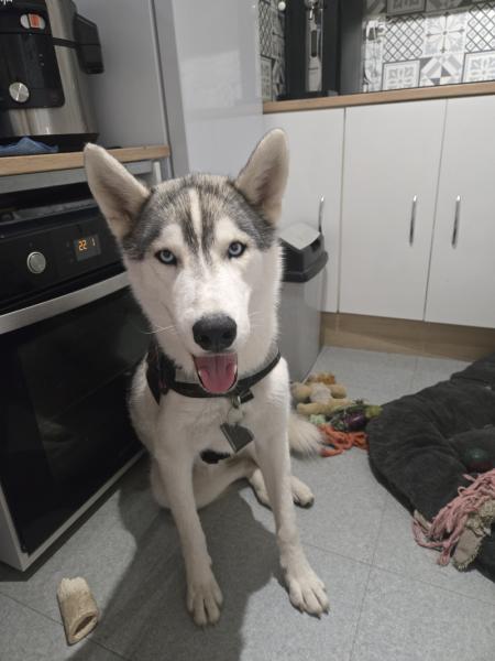 Donne Krypto Husky mâle  1 an - Gironde