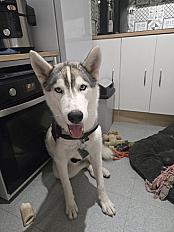 Donne Krypto Husky mâle  1 an - Gironde