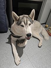 Donne Krypto Husky mâle  1 an - Gironde - Photo 2