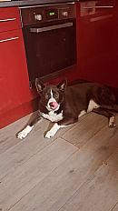 Donne Osbo husky mâle 8 ans - Pas de Calais - Photo 2