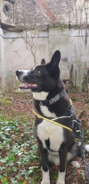 Donne Osbo husky mâle 8 ans - Pas de Calais