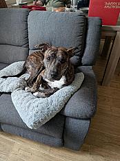 Donne Tyson staffie chiot  10 mois - Val de Marne