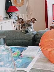 Donne Tyson staffie chiot  10 mois - Val de Marne - Photo 2