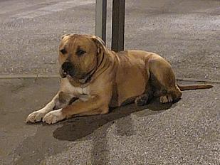 Donne Kheops american bully mâle 2 ans - Essonne - Photo 2