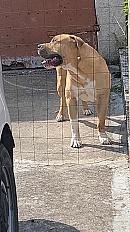 Donne Kheops american bully mâle 2 ans - Essonne - Photo 3