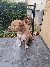 Donne Kheops american bully mâle 2 ans - Essonne