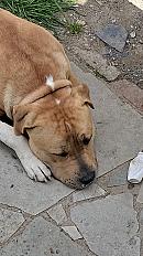 Donne Kheops american bully mâle 2 ans - Essonne - Photo 4