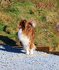 Donne Piwi Berger Australien mâle 7 ans - Doubs - Photo 3