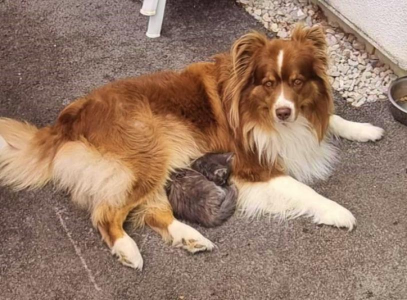 Donne Piwi Berger Australien mâle 7 ans - Doubs