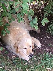 Donne Lipton Golden Retriever mâle 11 ans - Ain - Photo 2