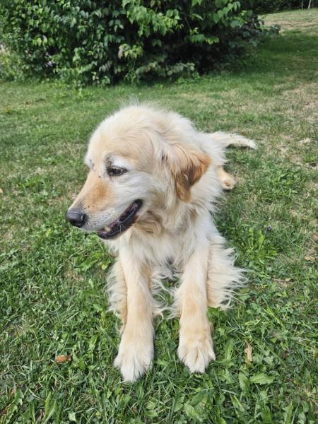 Donne Lipton Golden Retriever mâle 11 ans - Ain
