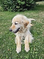 Donne Lipton Golden Retriever mâle 11 ans - Ain