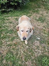 Donne Lipton Golden Retriever mâle 11 ans - Ain - Photo 3
