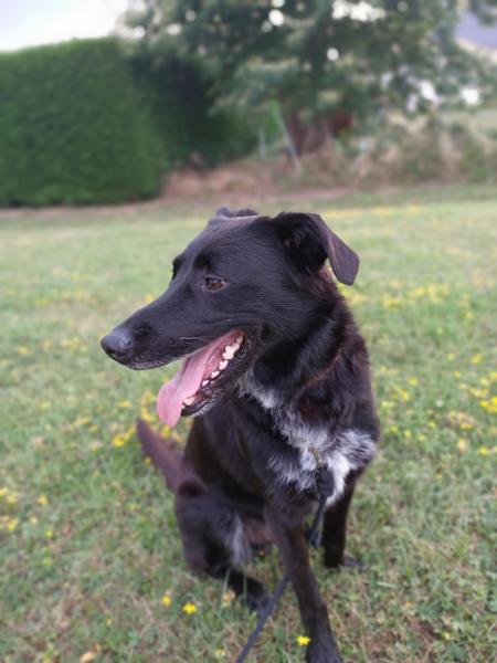 Donne border collie X labrador mâle 10 ans - Sarthe