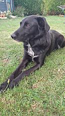 Donne border collie X labrador mâle 10 ans - Sarthe - Photo 2